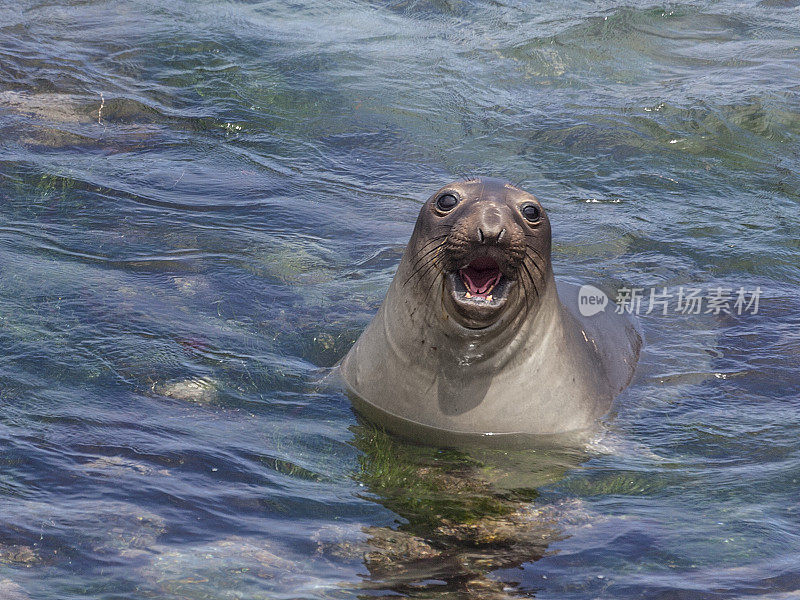 Northern Elephant Seal pup (Mirounga anguistirostris)